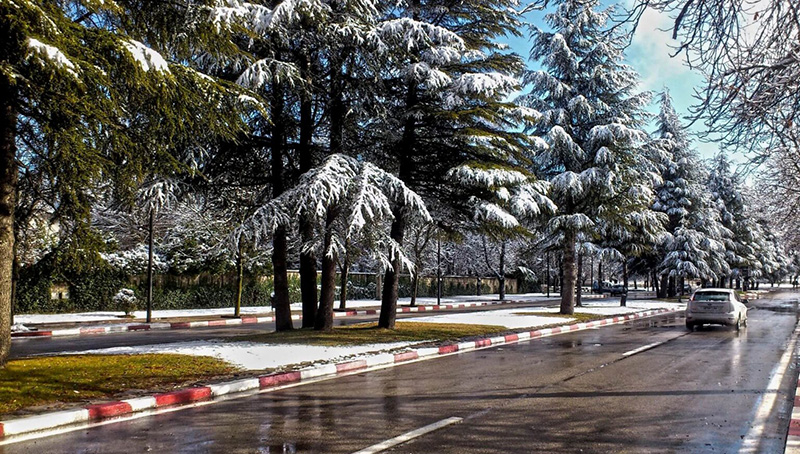 Autumn forest path in Ifrane – Ifrane travel guide scenery