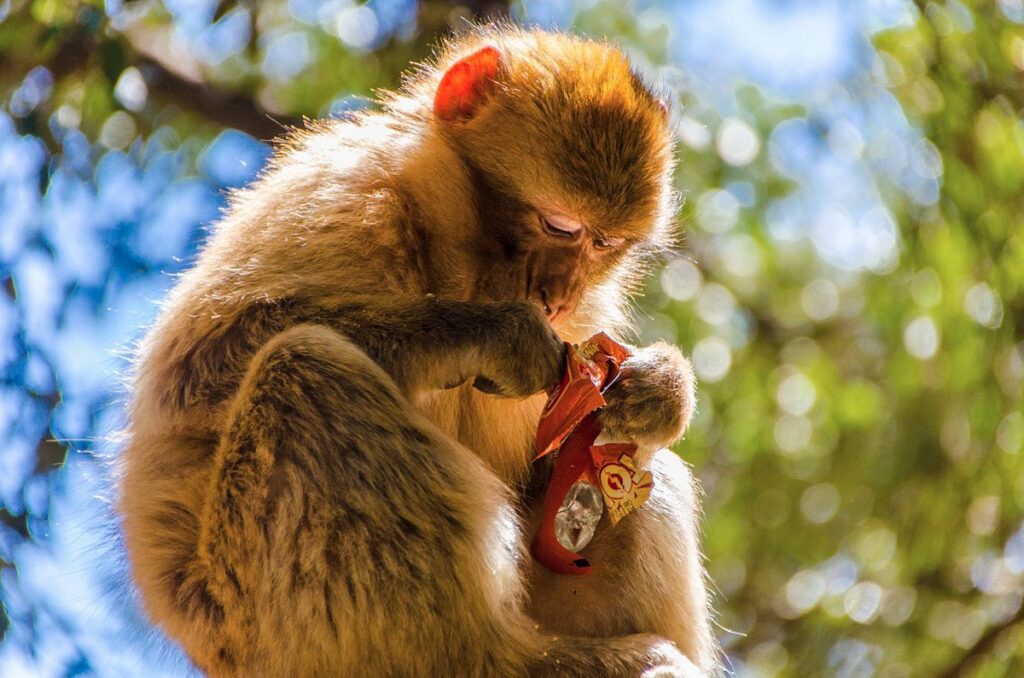 monkey in Cedar forest representing Things to Do in Ifrane with Kids