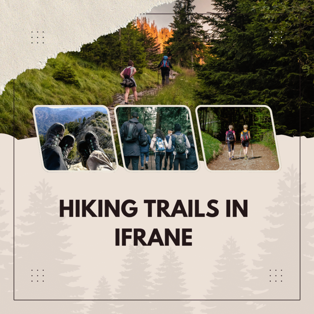 Hikers walking through trail in forest– Hiking in Ifrane
